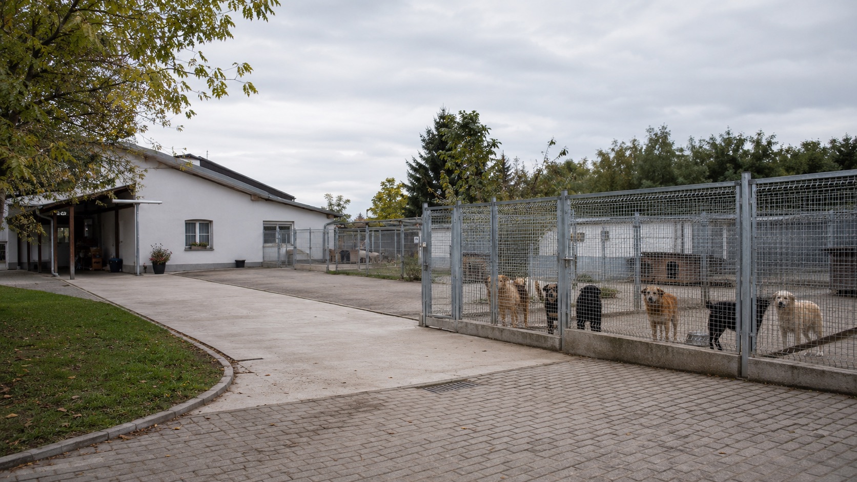 Особиста передача допомоги тваринам через партнерський притулок